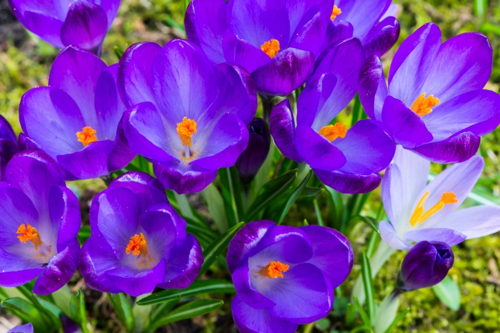 Meadow Saffron Photo