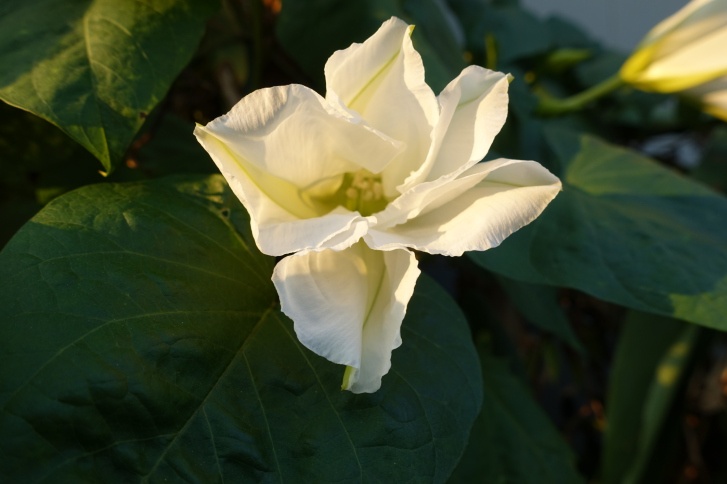 Moonflower Photo