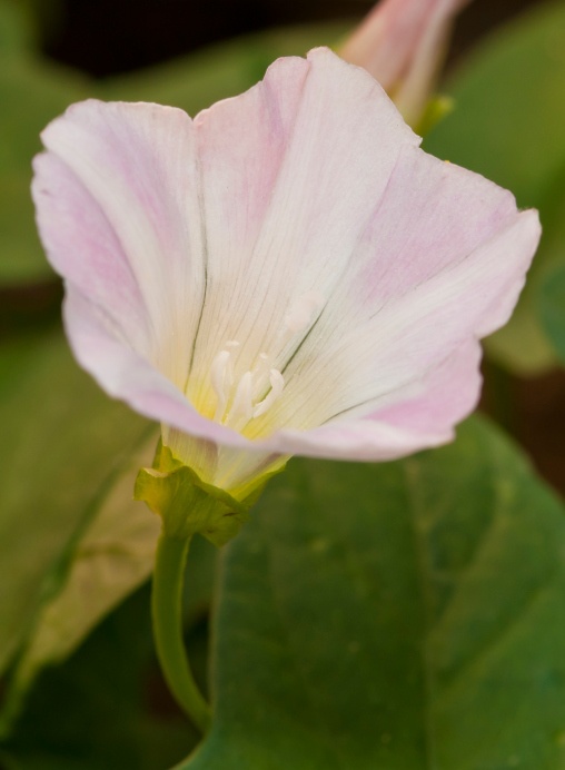 Morning Glory Photo