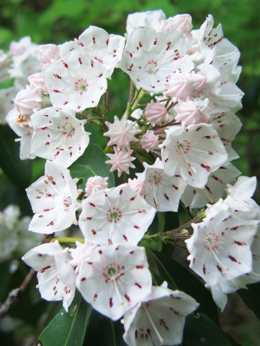 Mountain Laurel Photo