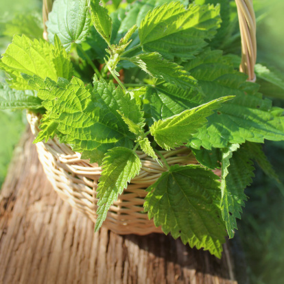 Nettle Photo