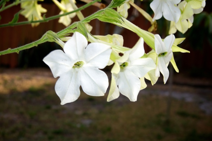 Nicotiana Photo