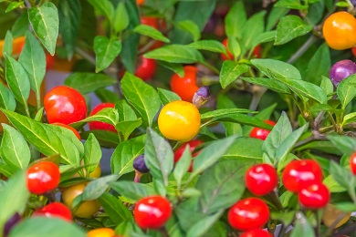 Nightshade Plants Photo