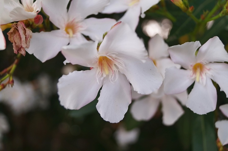 Oleander Photo