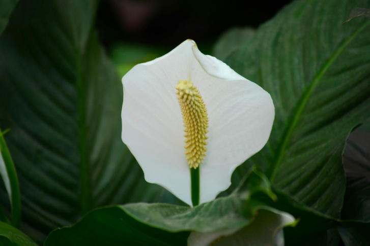 Peace Lily Photo