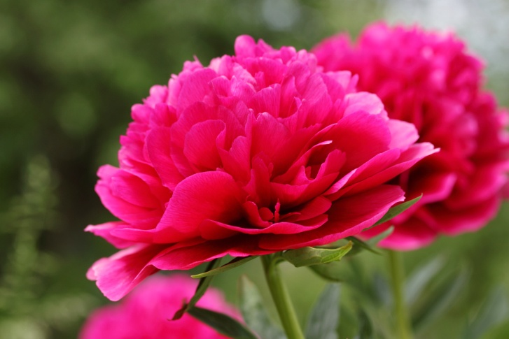 Peony Photo