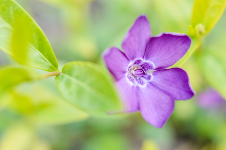 Periwinkle Photo