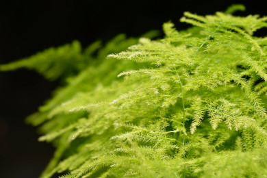 Plumosa Fern Photo