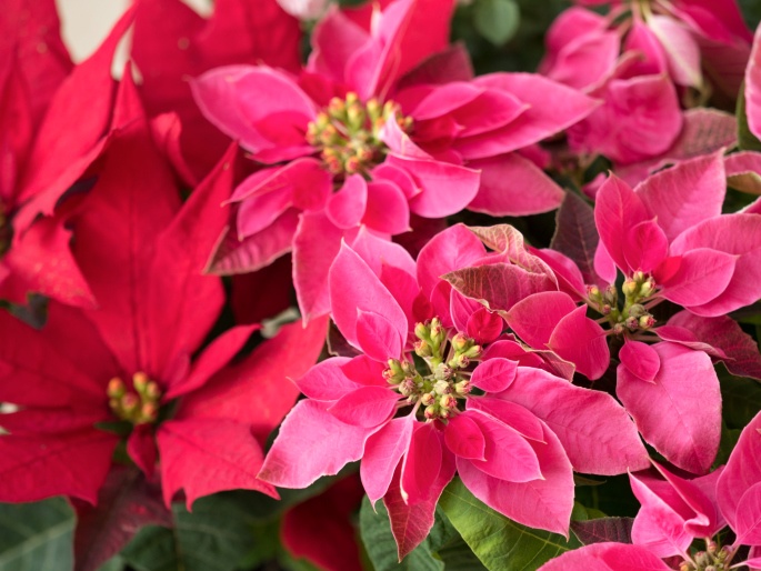 Poinsettia Photo