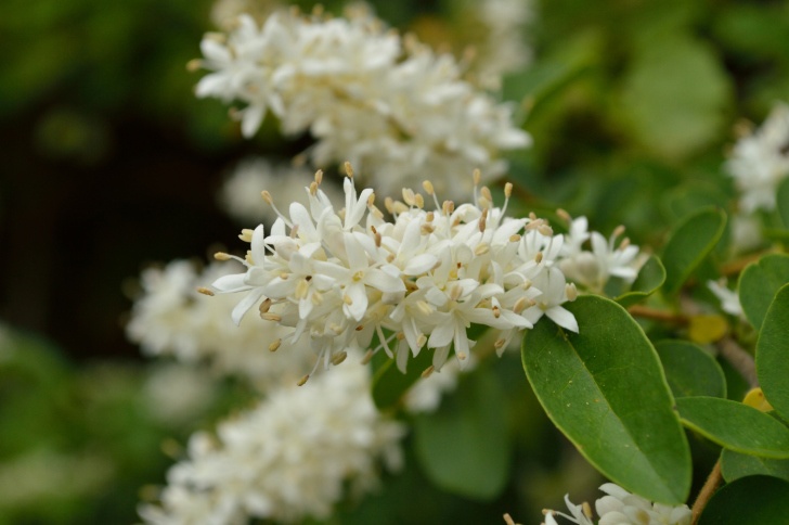 Privet Photo