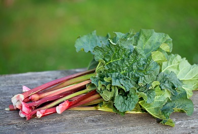 Rhubarb Photo