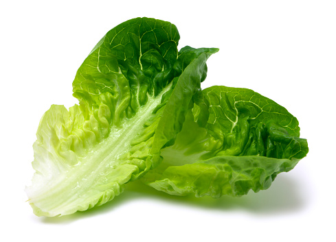 Romaine lettuce Photo