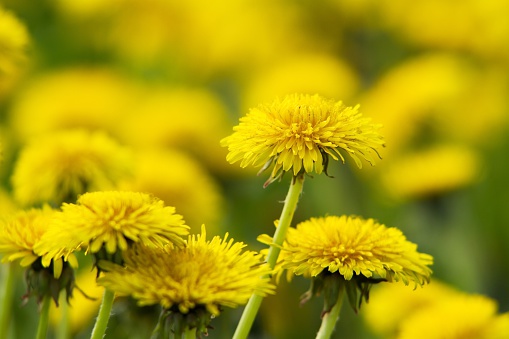 Sow Thistle Photo