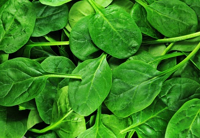 Spinach Photo