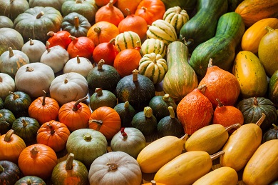 Squash/Zucchini Photo