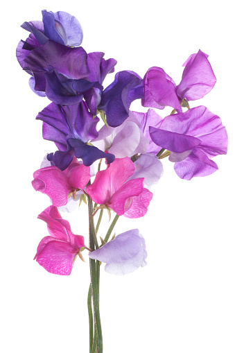 Sweet Pea Photo