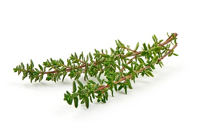 Thyme Photo