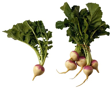 Turnip Photo