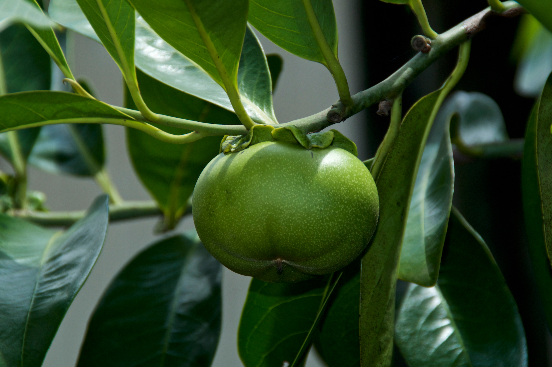 Manchineel Tree Photo