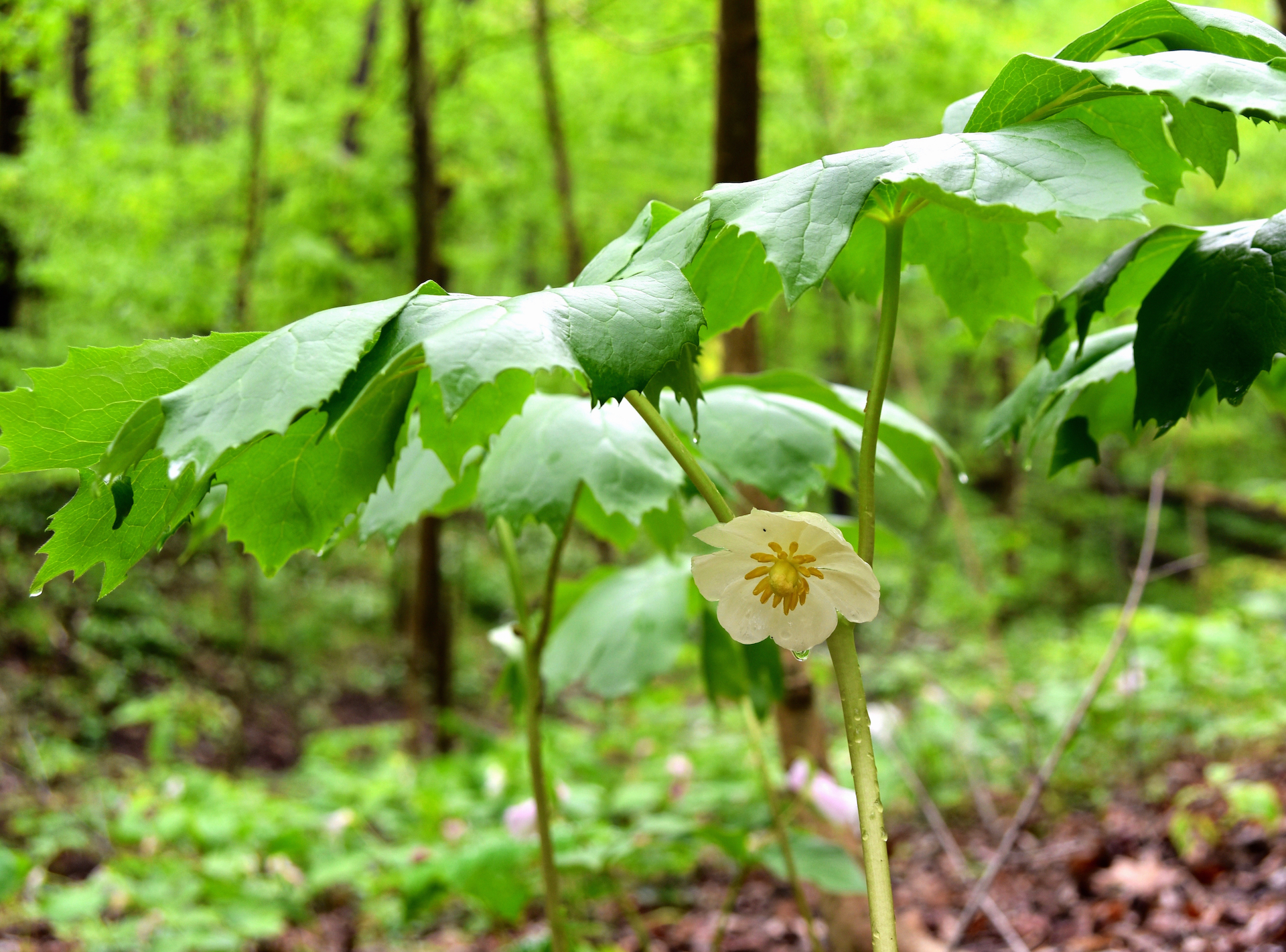 Mayapple Photo