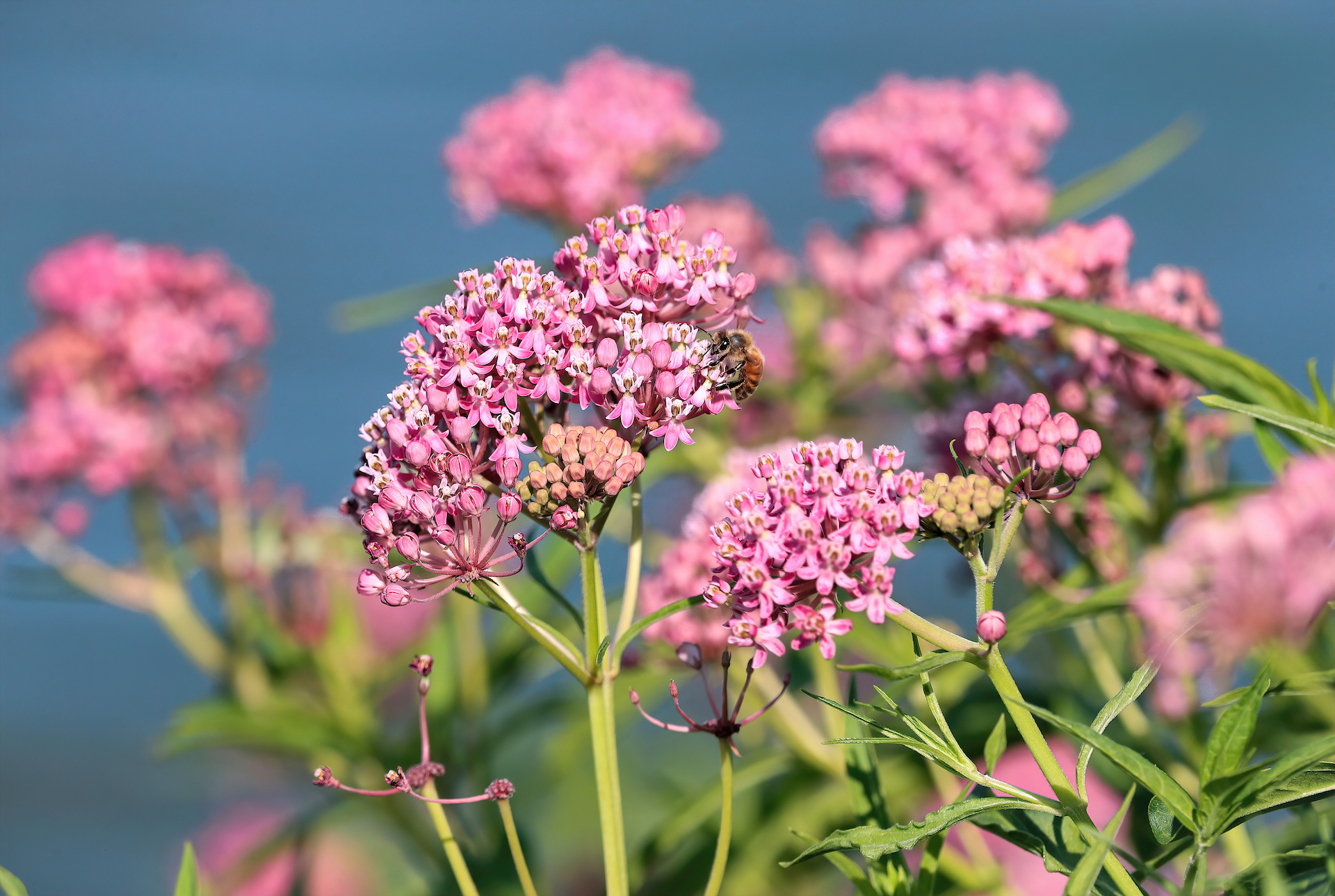 Milkweed Photo