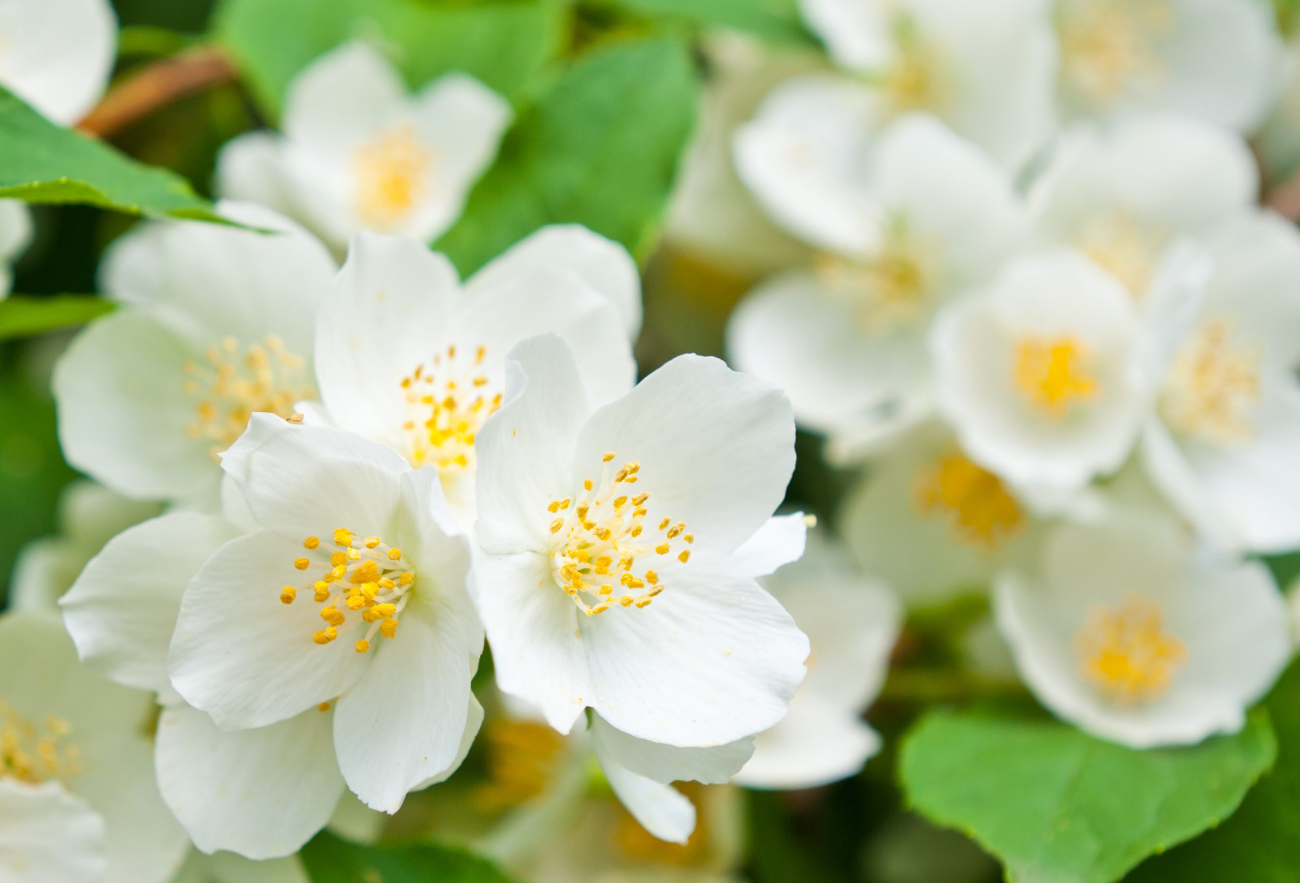 Mock Orange Photo