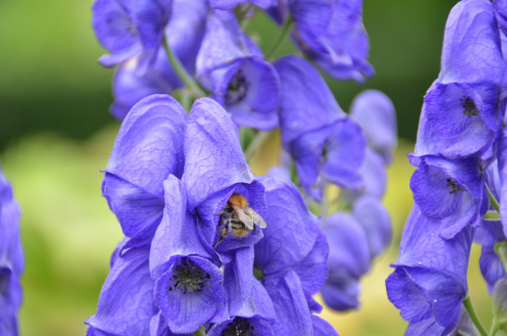 Monkshood Photo