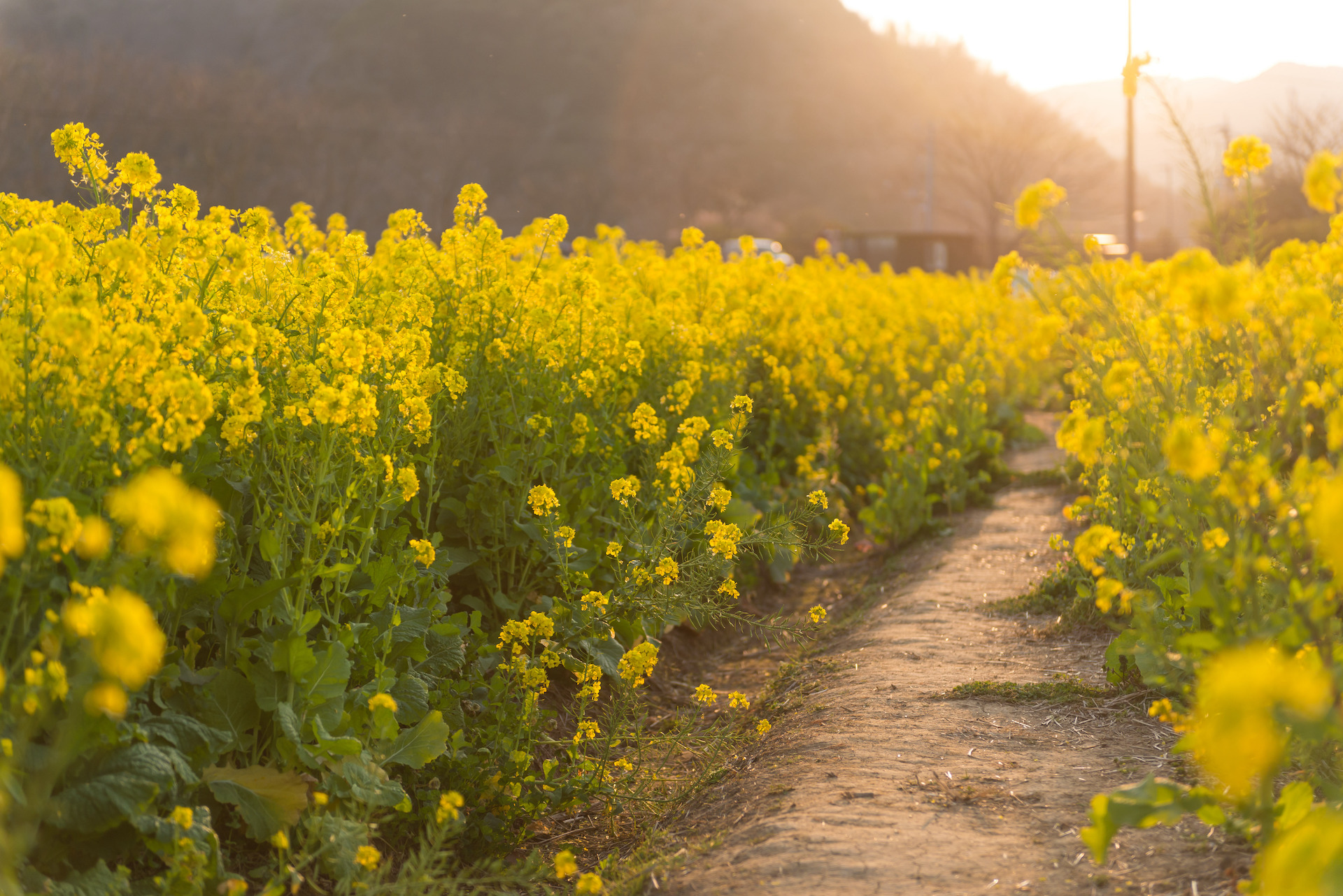 Mustard root Photo