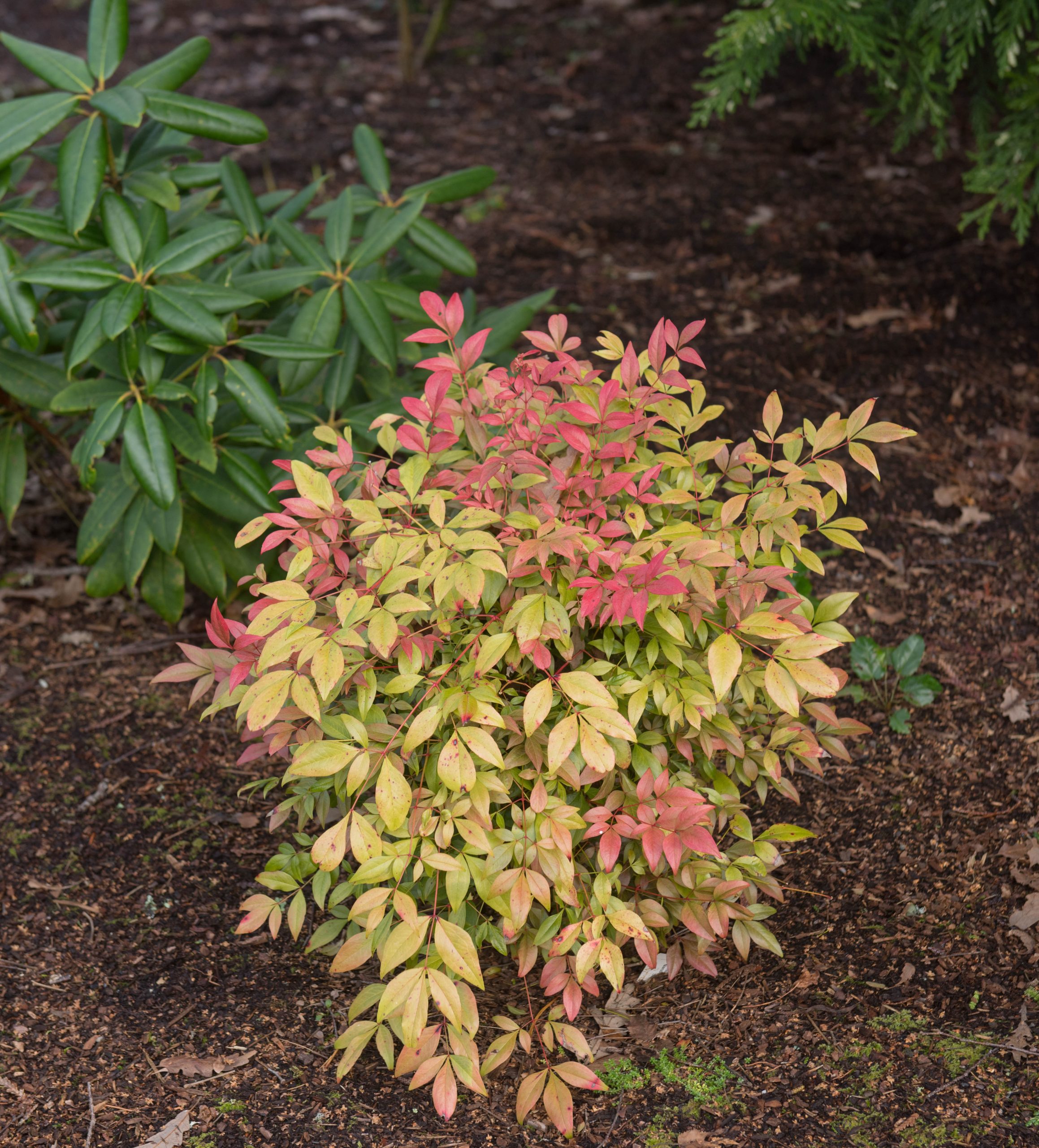 Nandina Photo