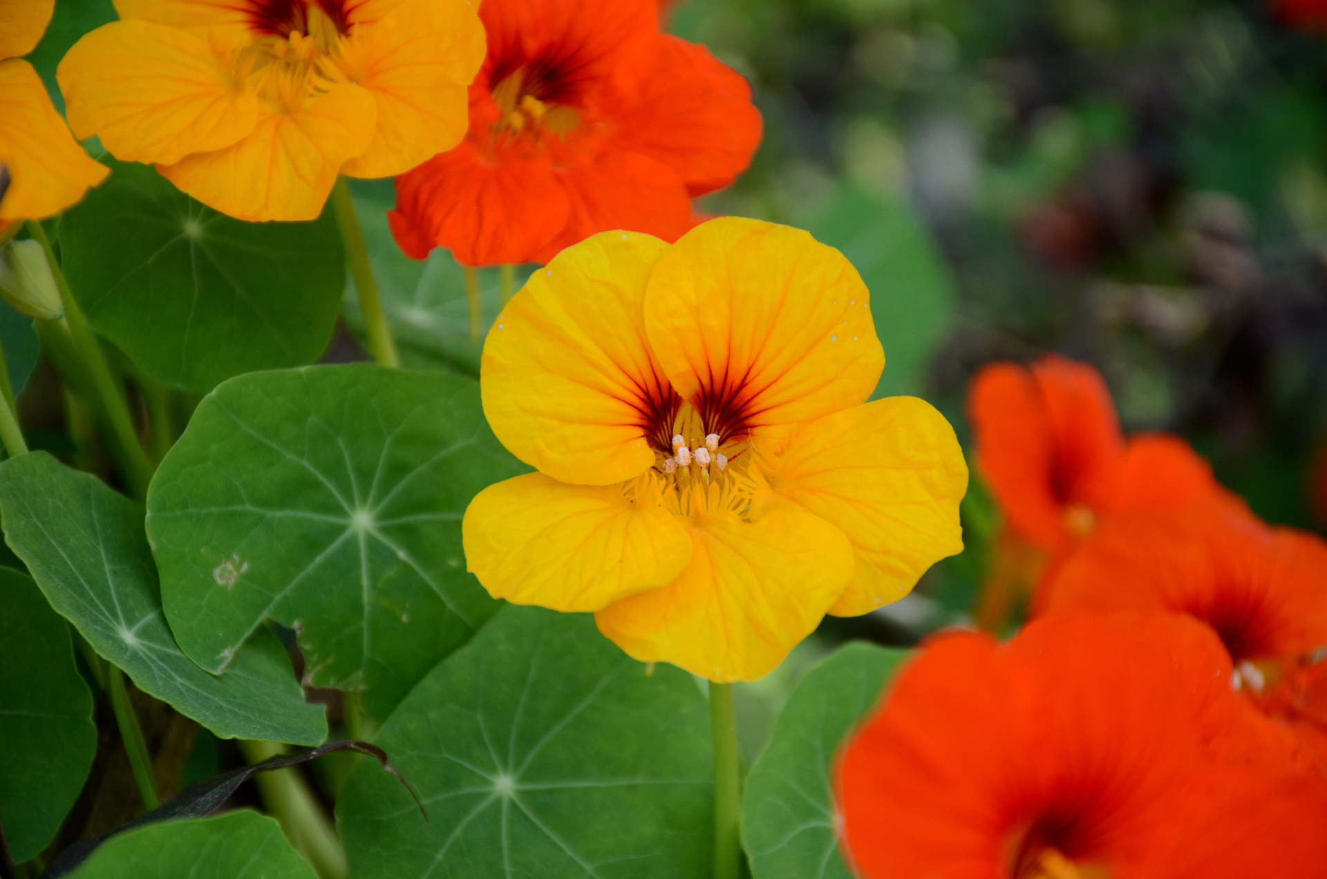 Nasturtium Photo