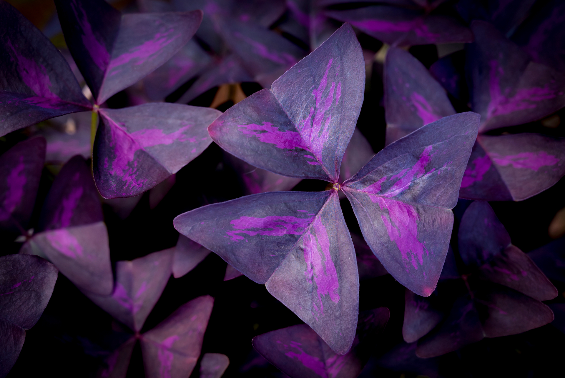 is purple shamrock poisonous to dogs