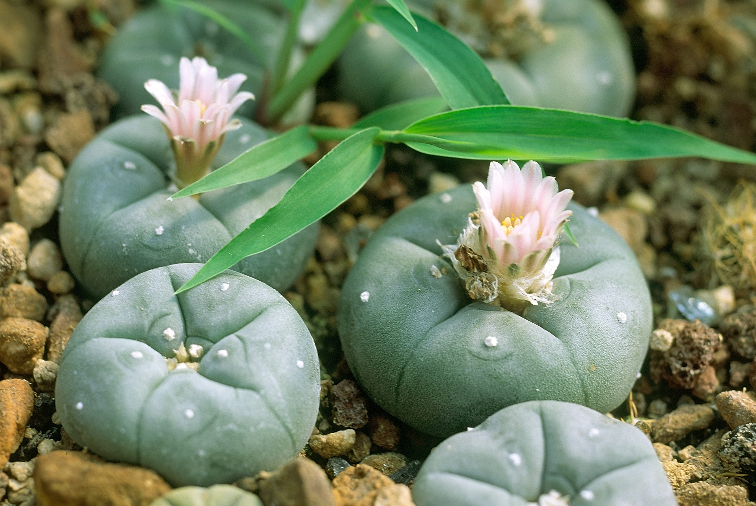 Peyote Photo