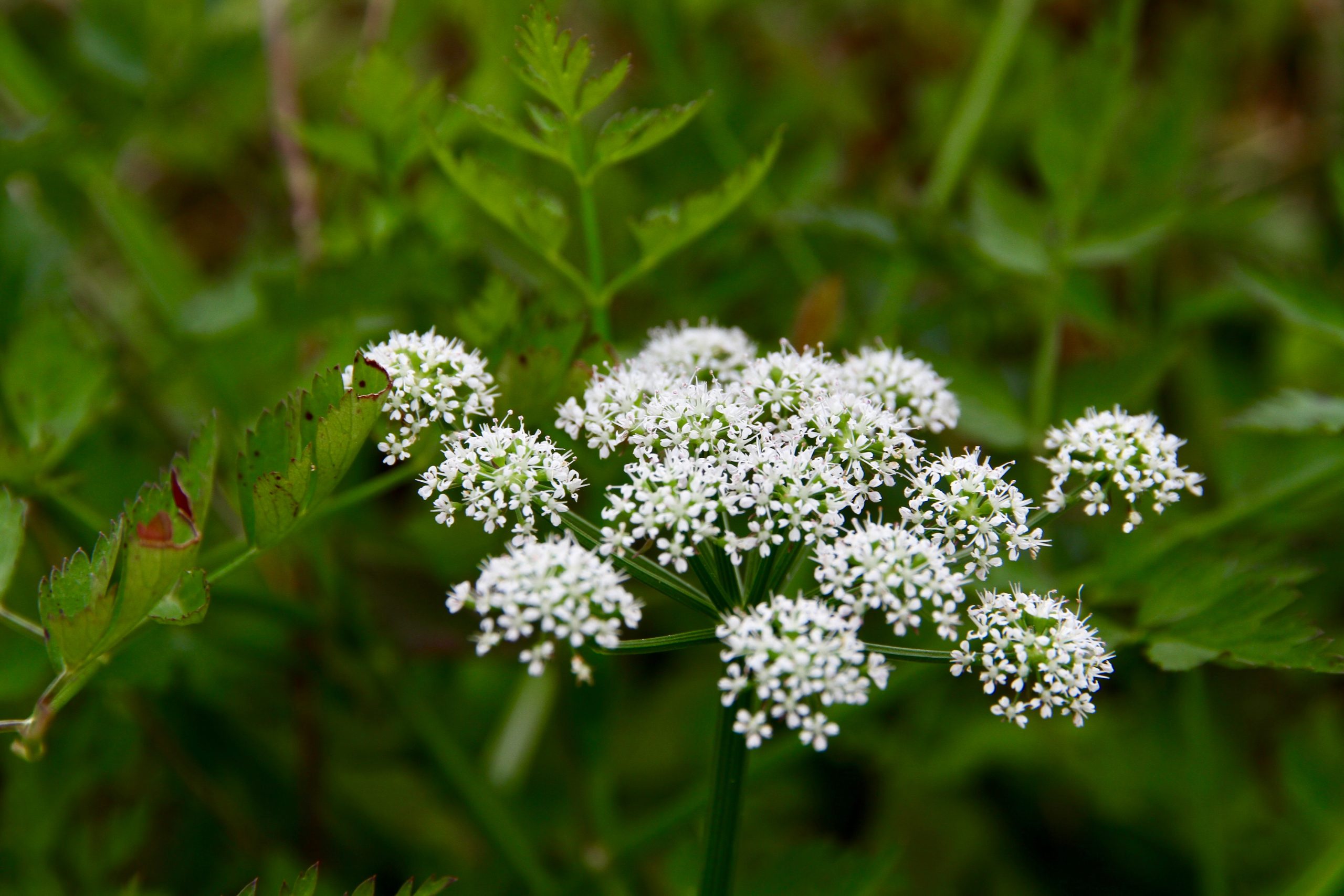 Poison Hemlock Photo