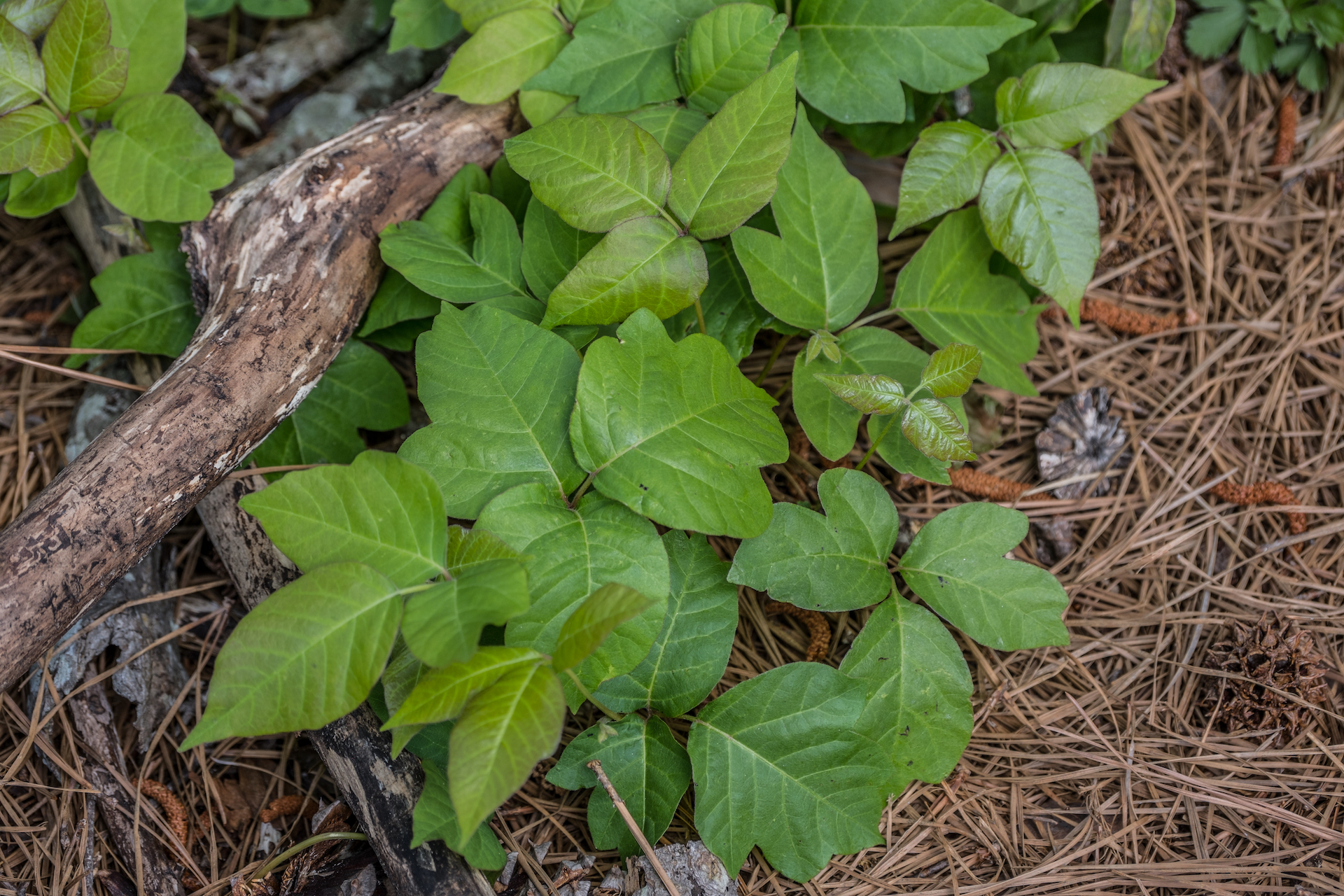 Poison Ivy Photo