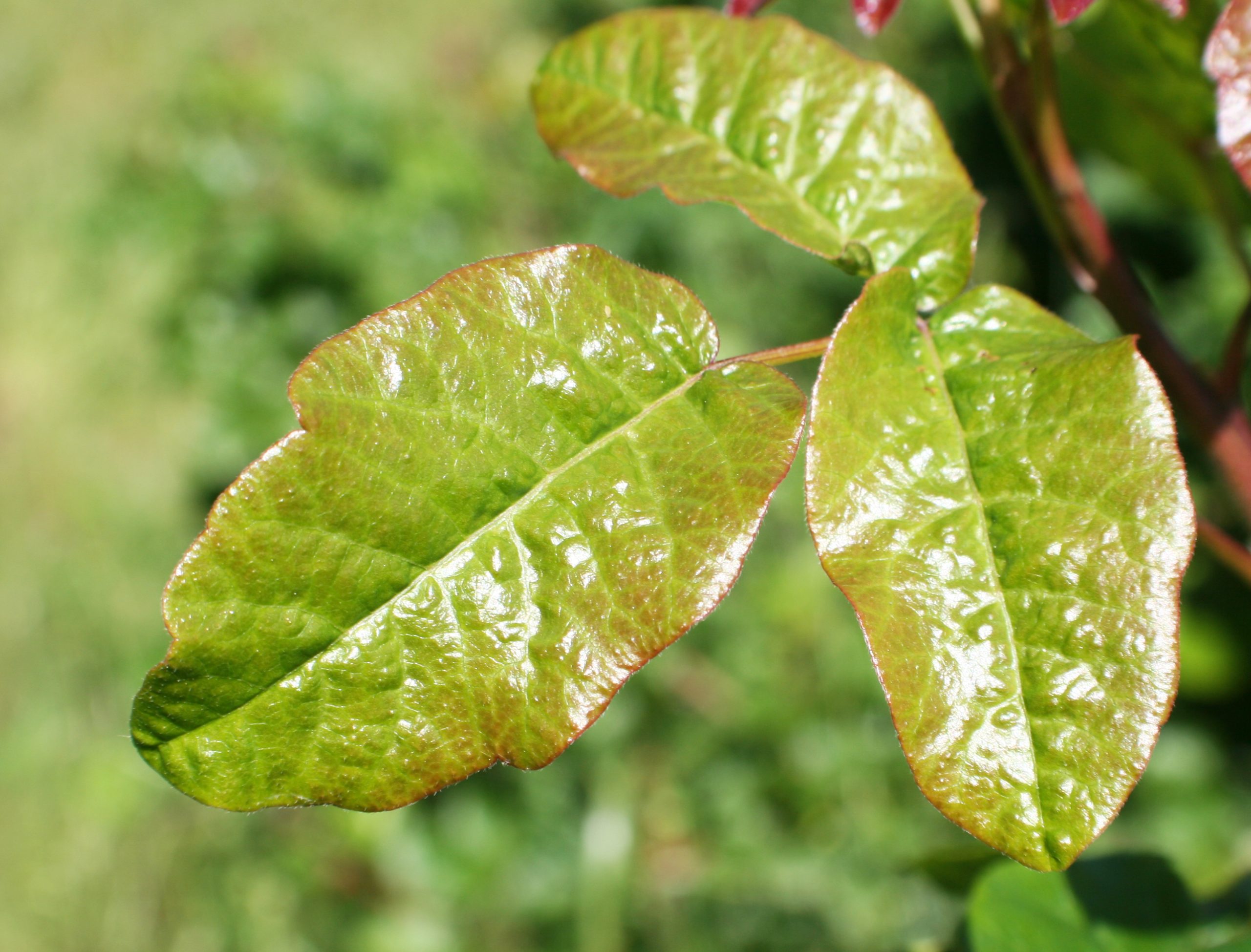 Poison Oak Photo