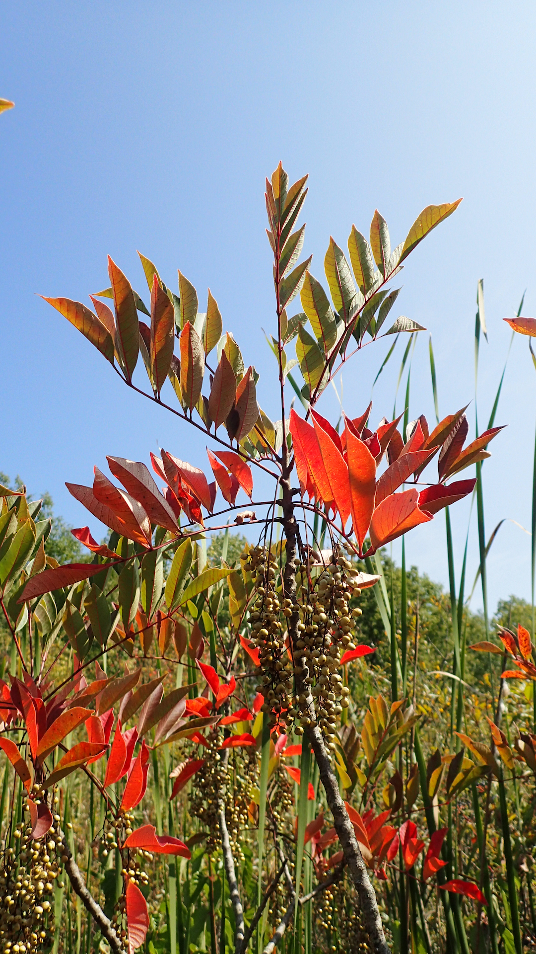 Poison sumac Photo