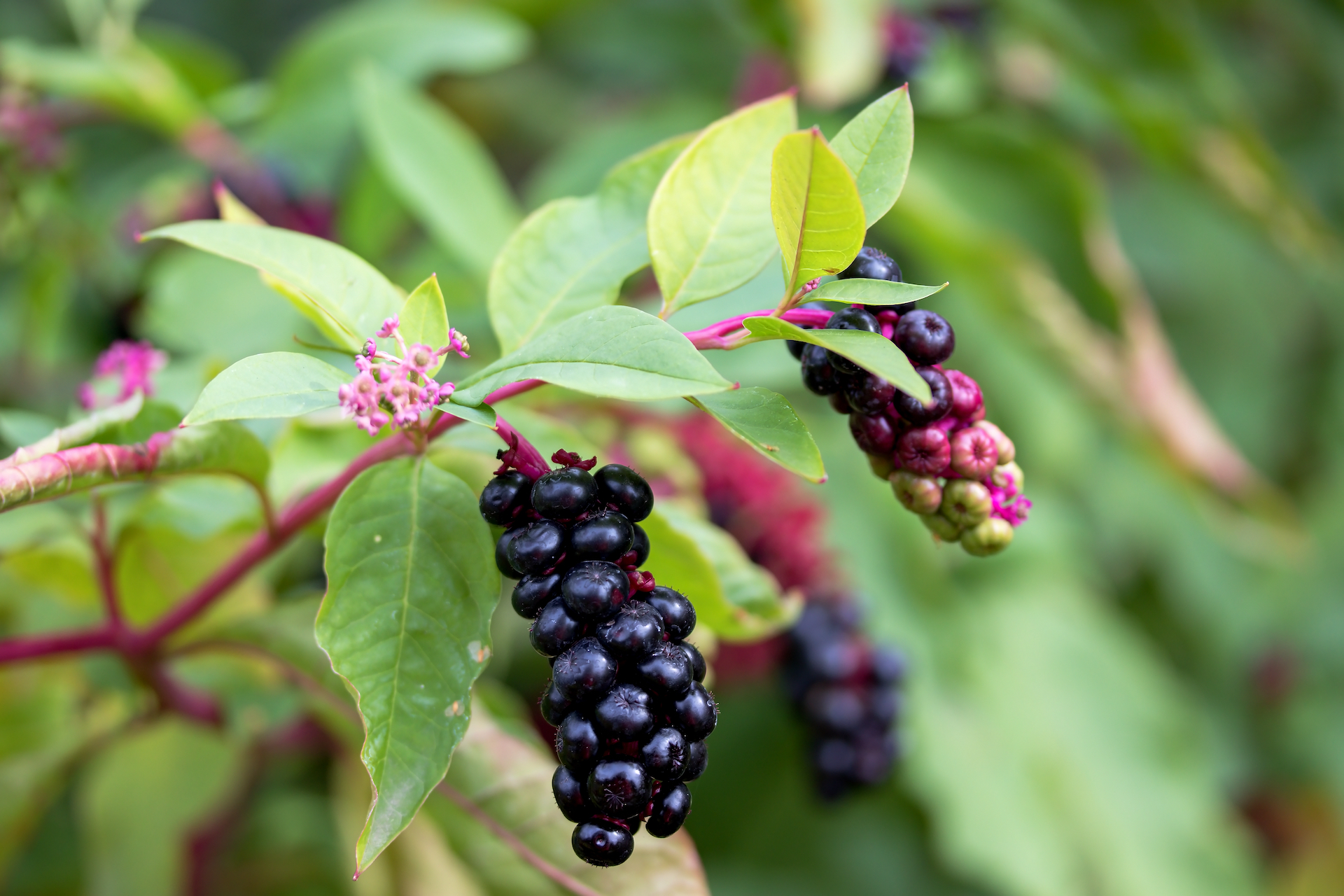 Pokeweed Photo