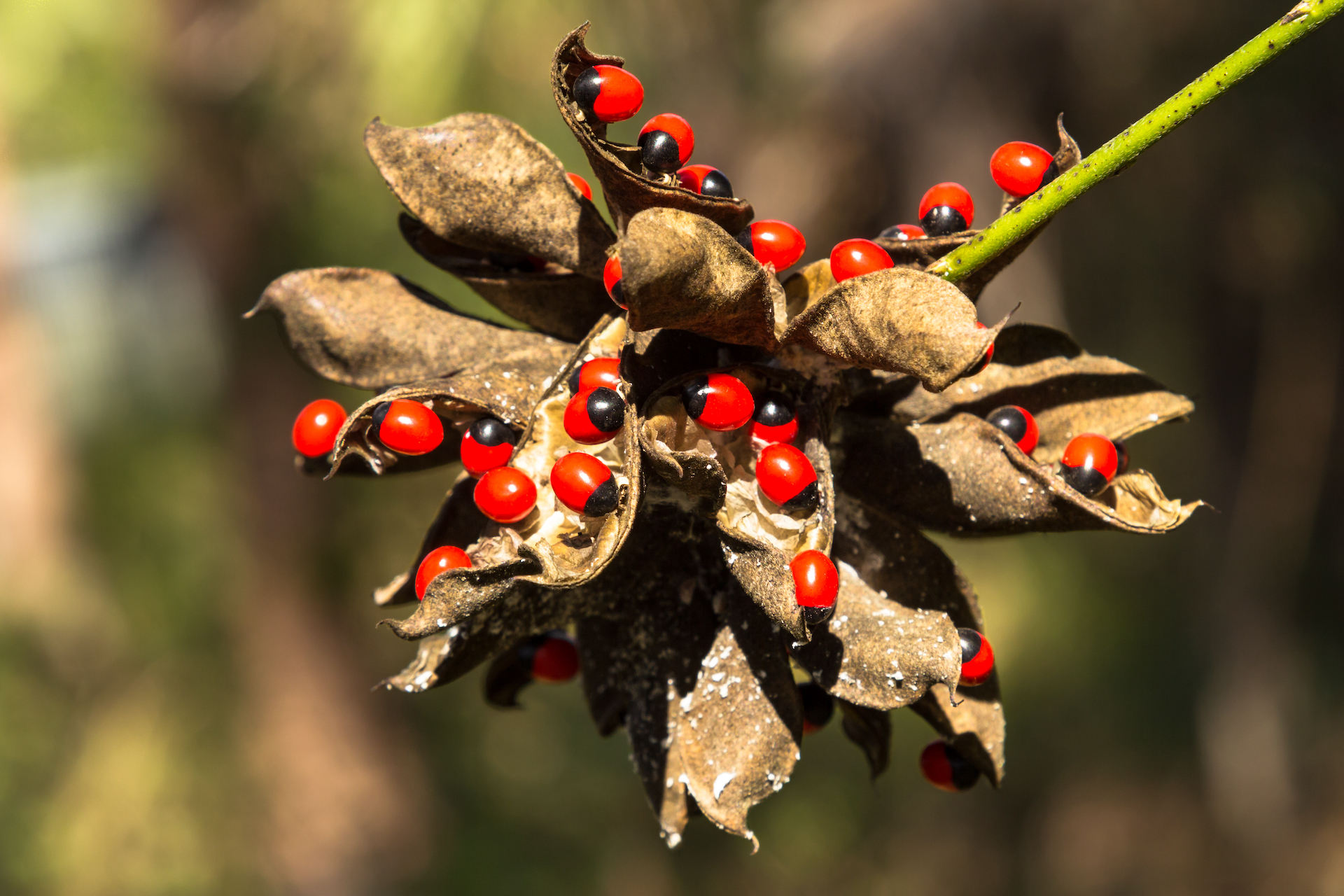 Precatory Bean Photo