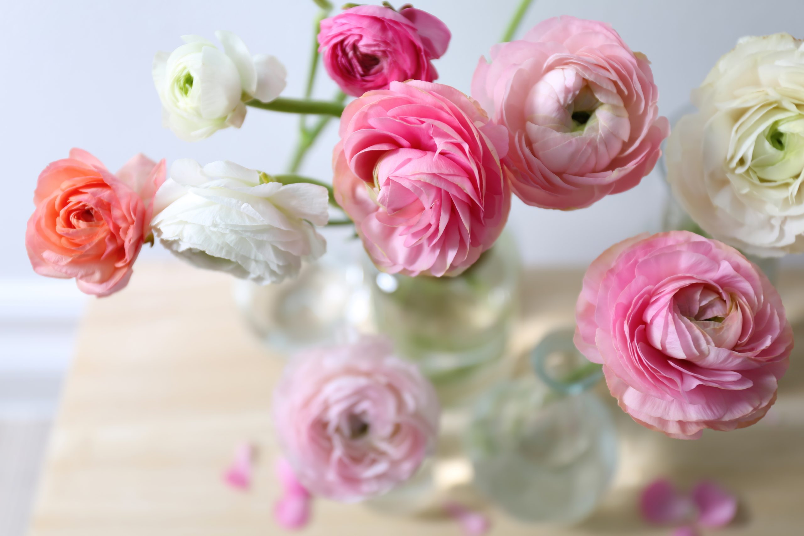 Ranunculus Photo