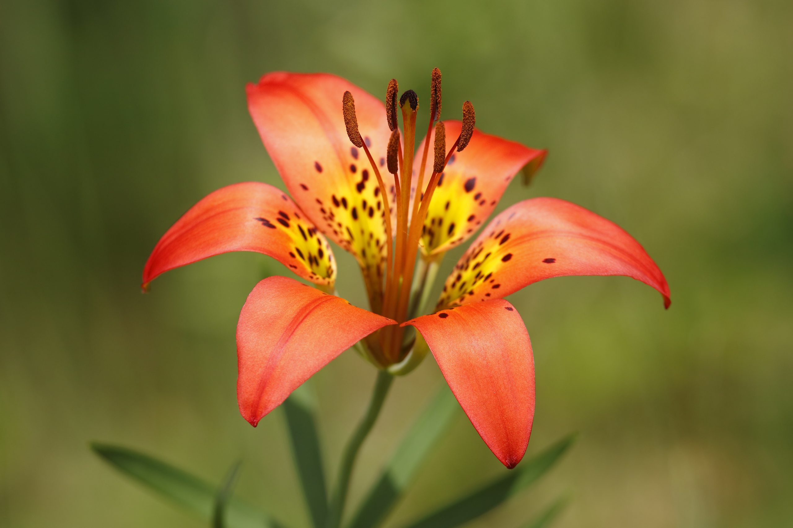 Red Lily Photo