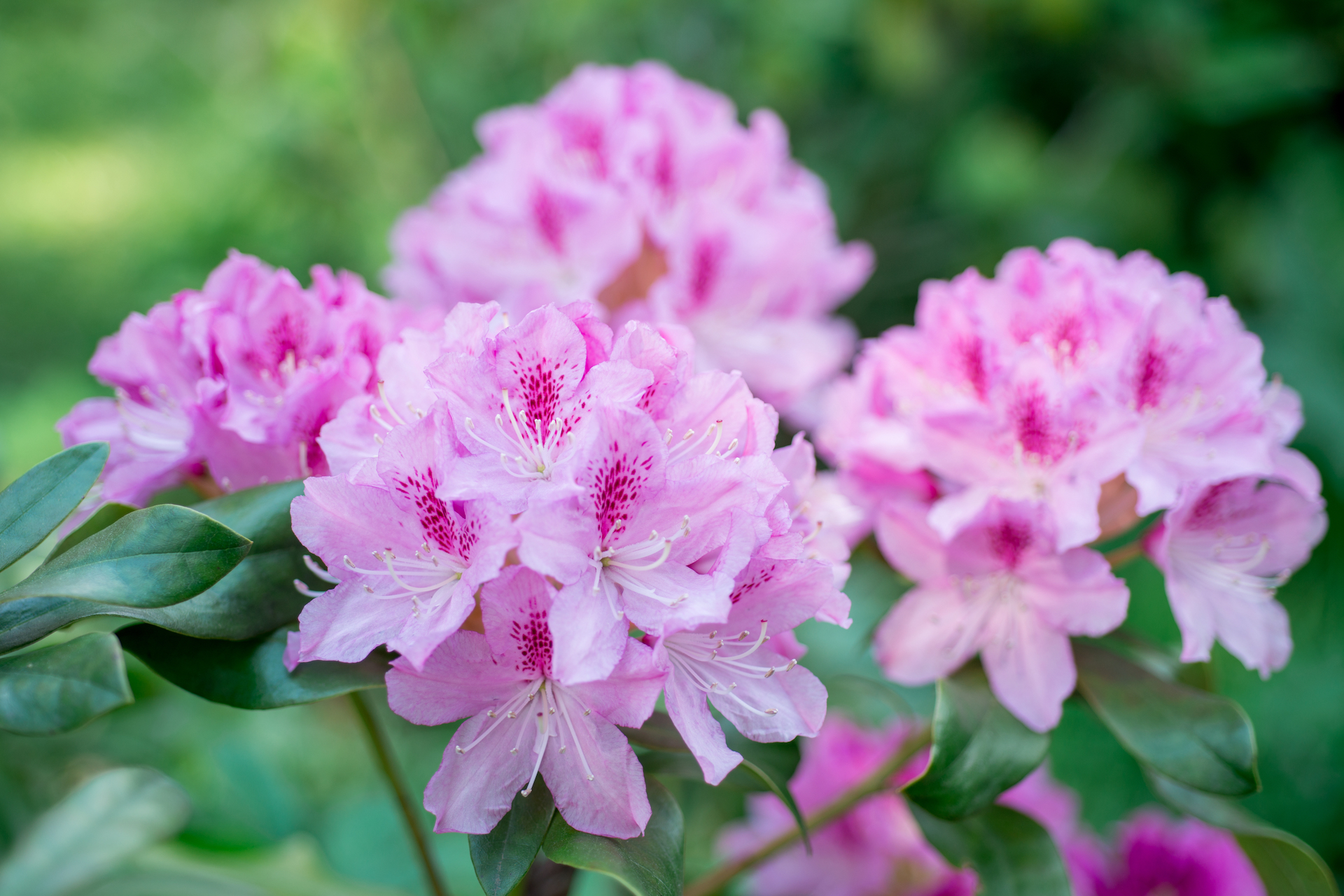 Rhododendron Photo