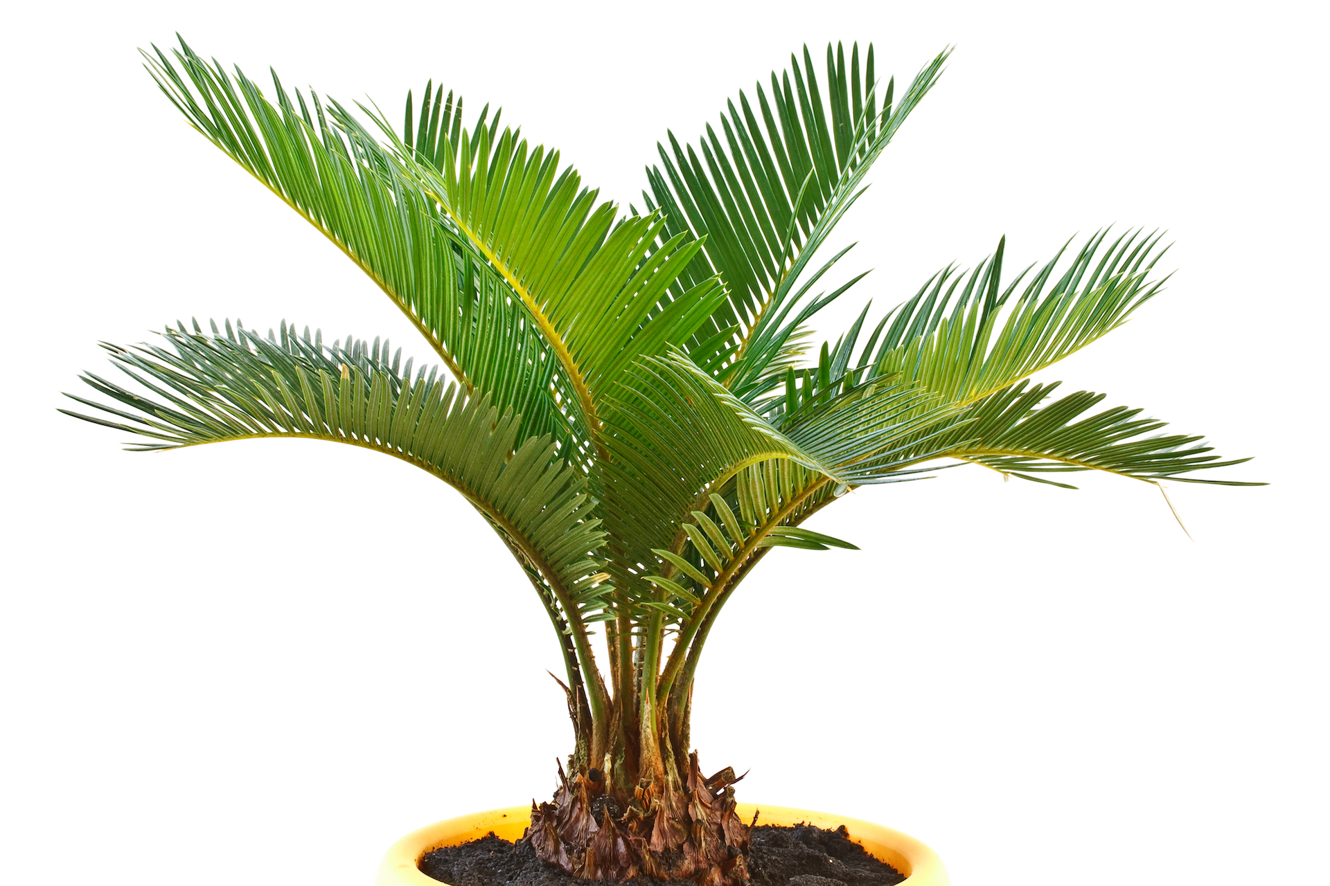 Sago Palm Photo