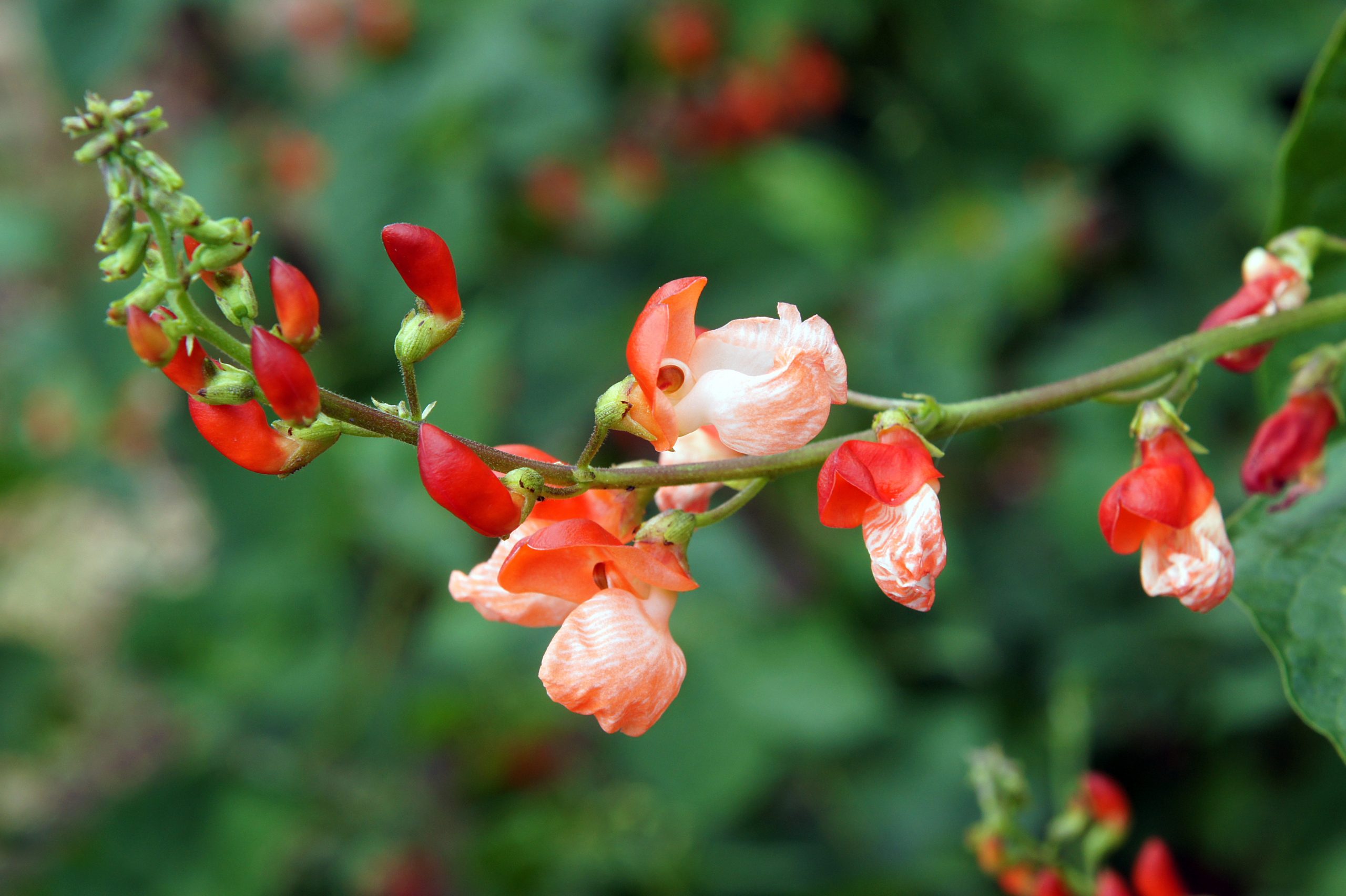 Scarlet Runner Beans Photo