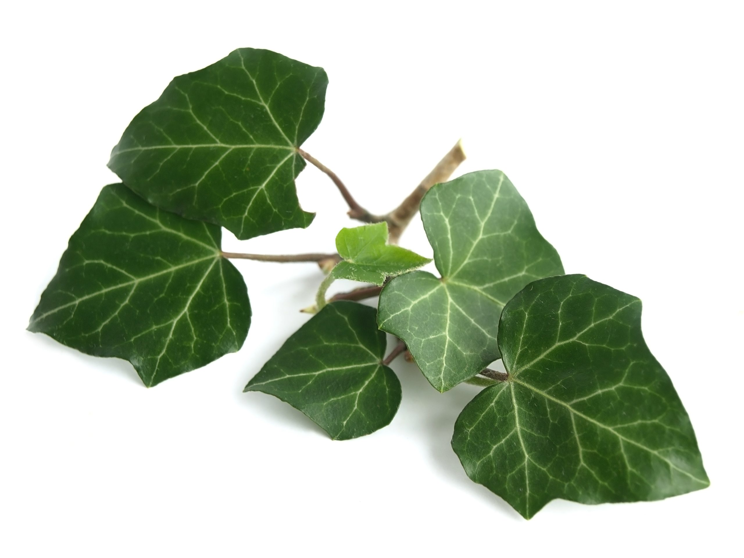 Self-branching Ivy Photo