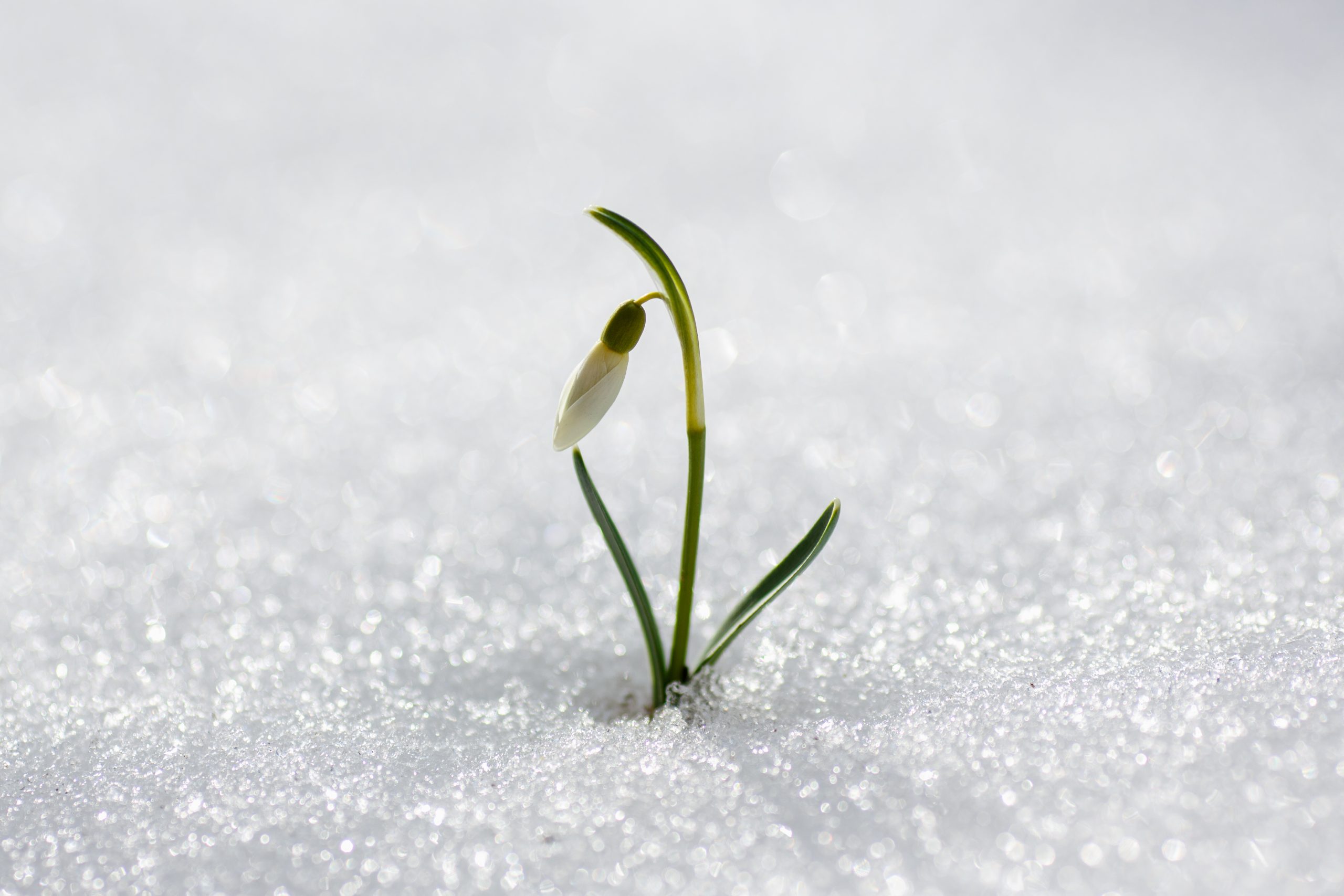 Snowdrop Photo