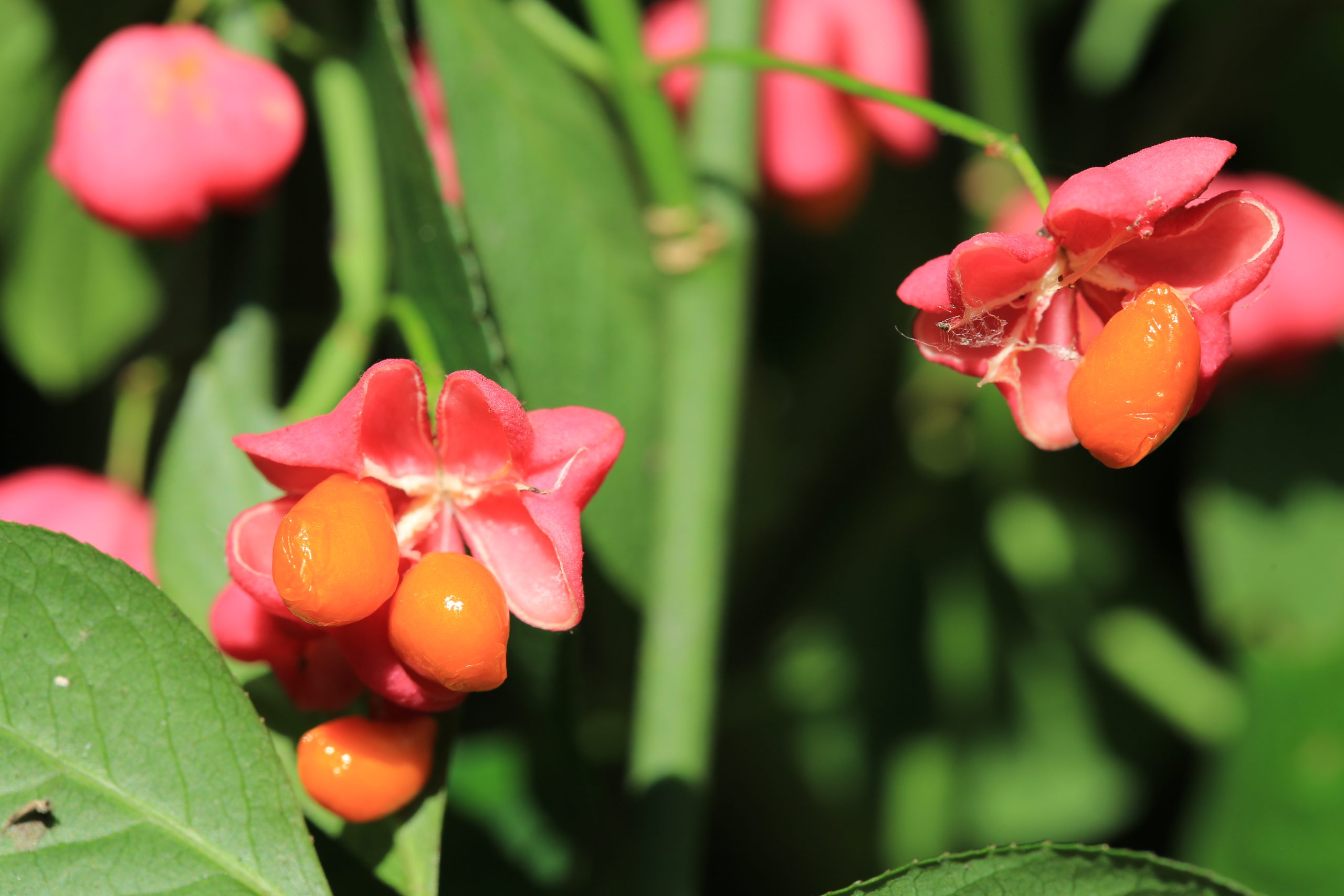 Spindleberry Photo