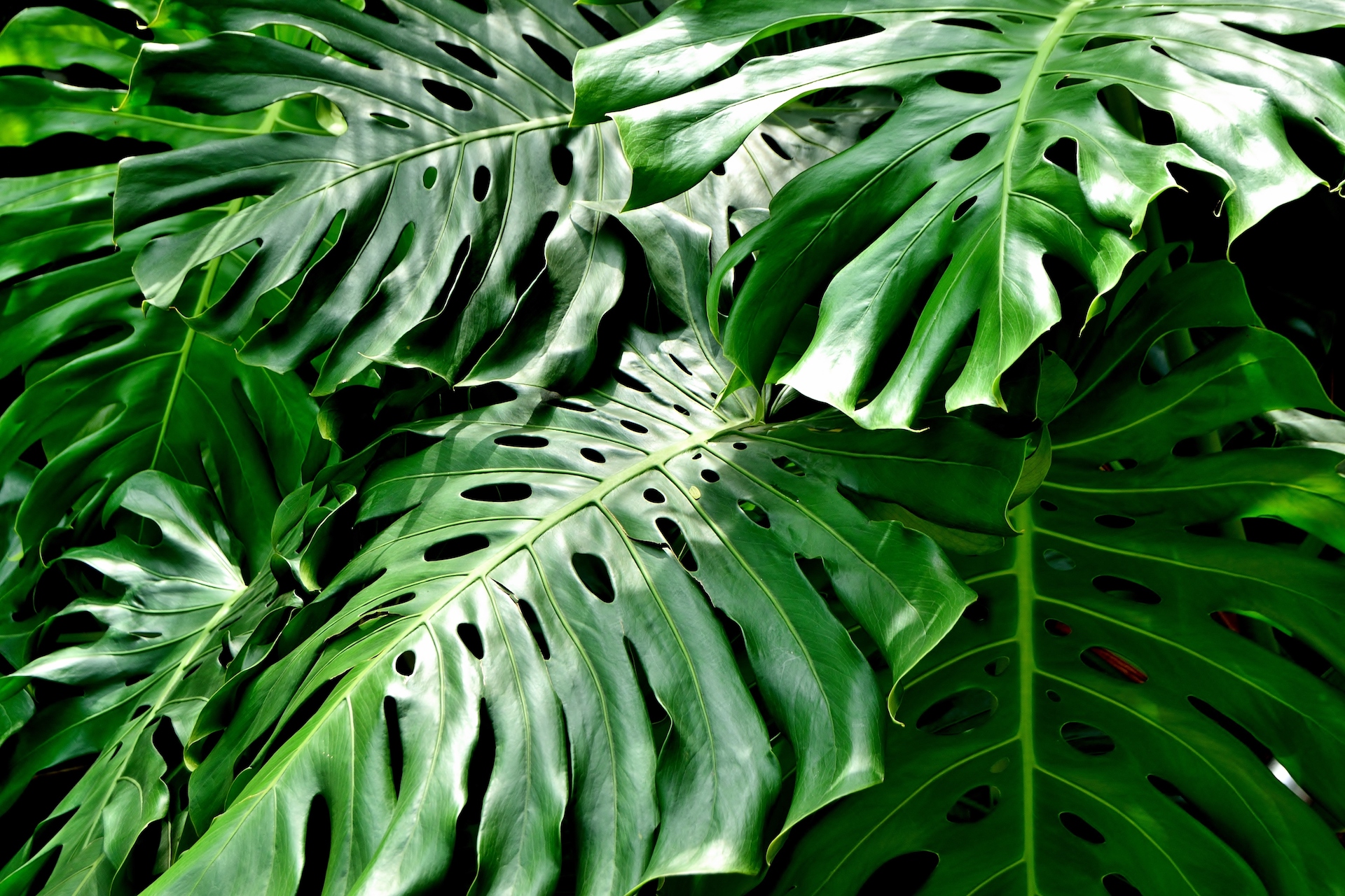 Split Leaf Philodendron Photo