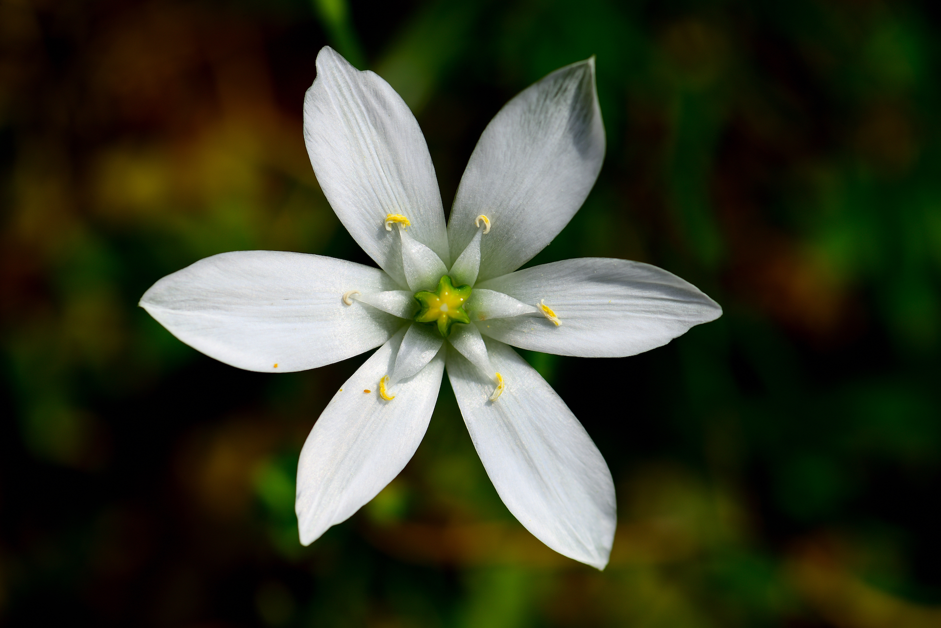 Star of Bethlehem Photo