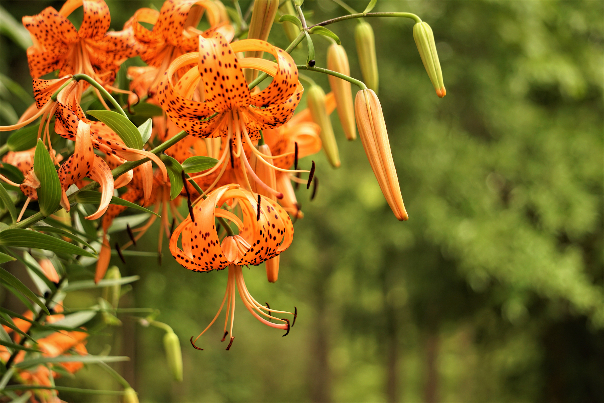 Tiger Lily Photo