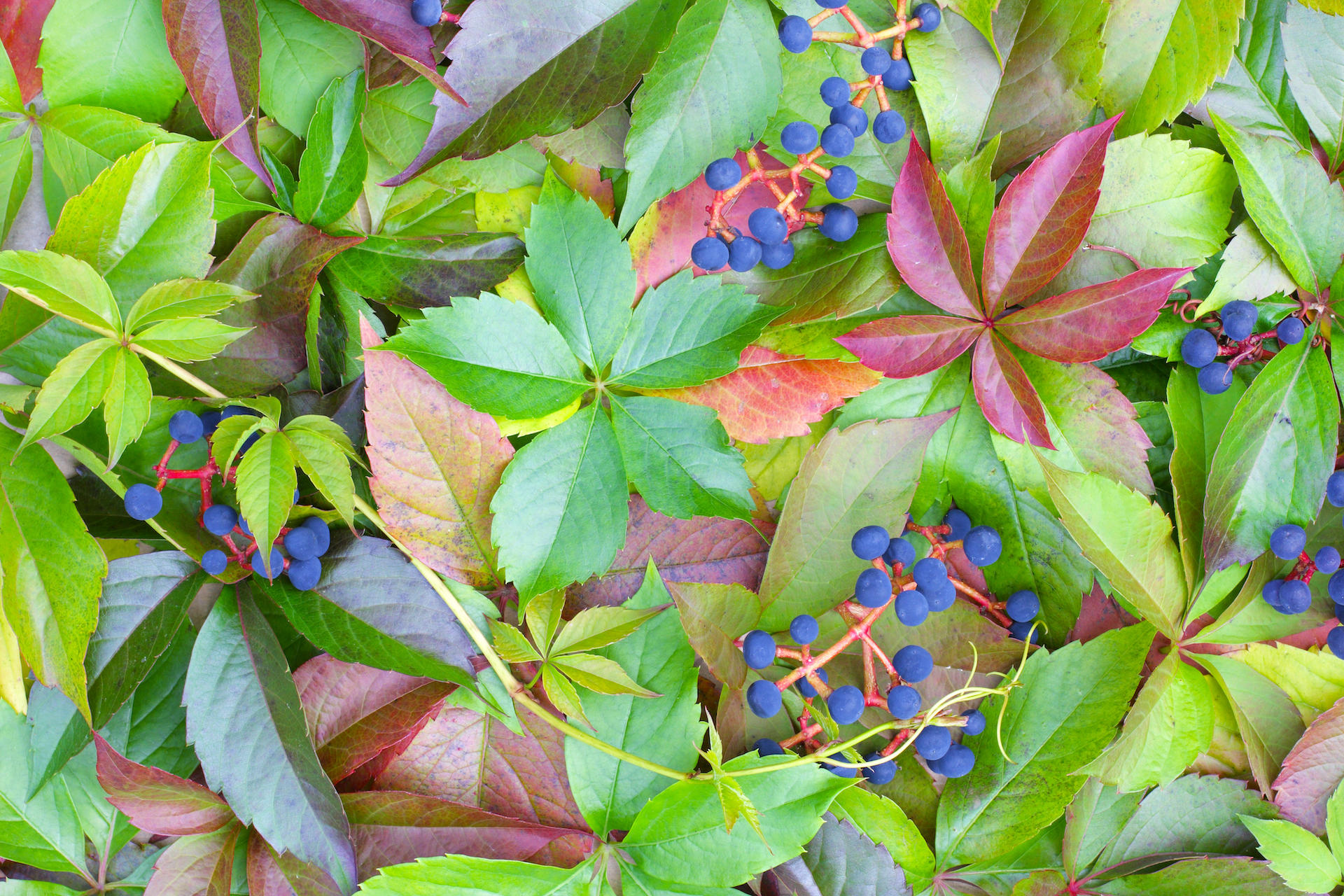 Virginia Creeper Photo